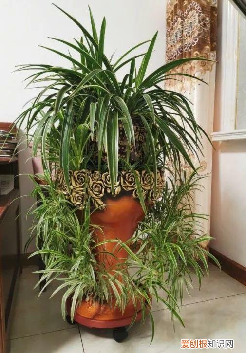 什么植物吸土，15种花，沾土就活，特有成就感，养一次就上瘾