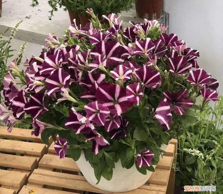 什么植物吸土，15种花，沾土就活，特有成就感，养一次就上瘾