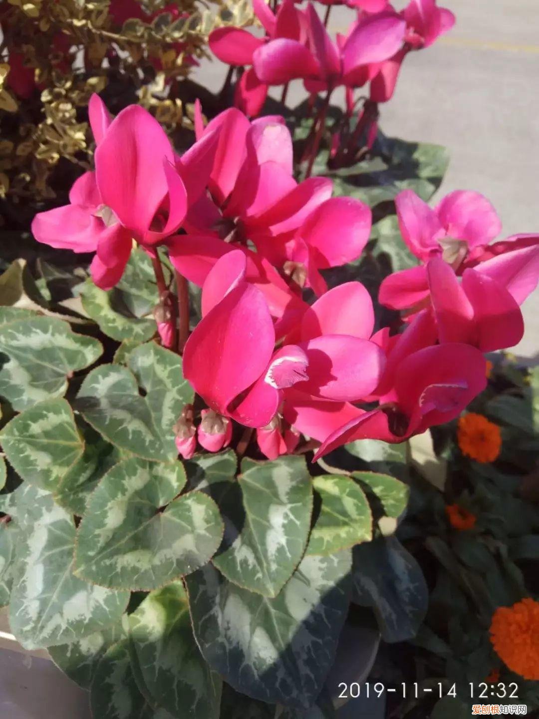 什么植物吸土，15种花，沾土就活，特有成就感，养一次就上瘾