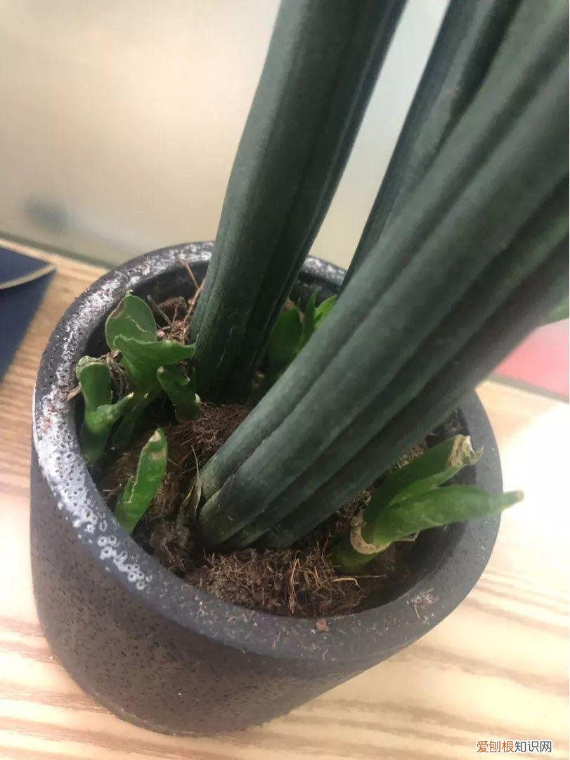 什么植物吸土，15种花，沾土就活，特有成就感，养一次就上瘾