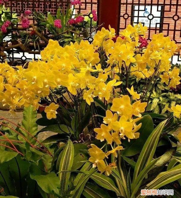 什么植物吸土，15种花，沾土就活，特有成就感，养一次就上瘾