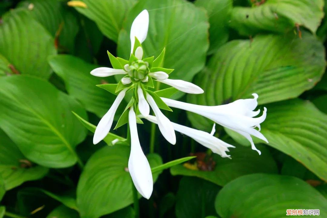 养好一盆花，“人养花三年，花养人一生！”家居盆花100种，总有几款你喜欢