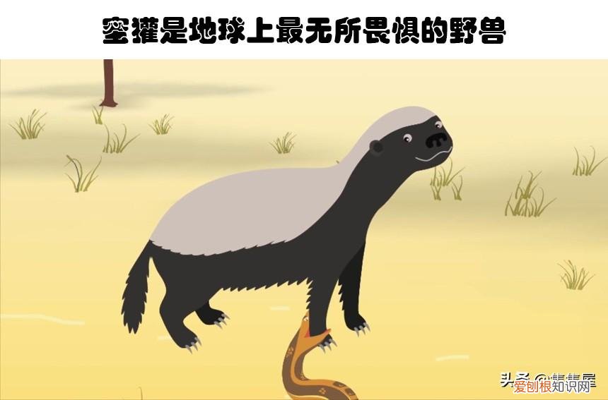 生物世界指什么动物，你甚至在生物课上都可能没听过的10个关于动物的有趣冷知识