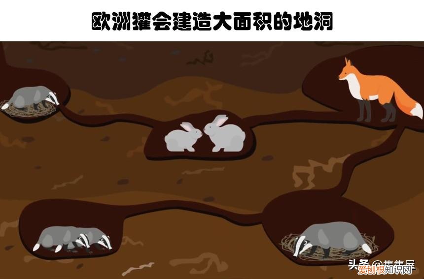 生物世界指什么动物，你甚至在生物课上都可能没听过的10个关于动物的有趣冷知识