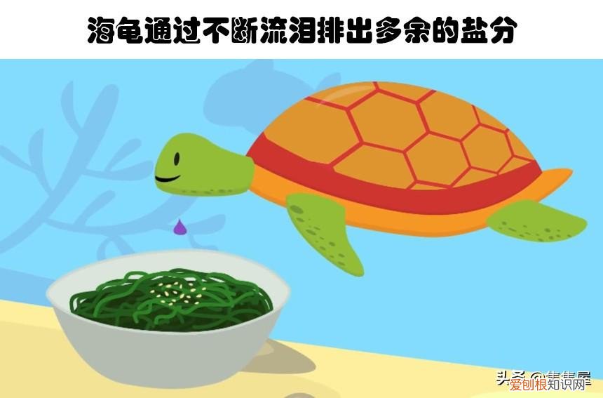 生物世界指什么动物，你甚至在生物课上都可能没听过的10个关于动物的有趣冷知识