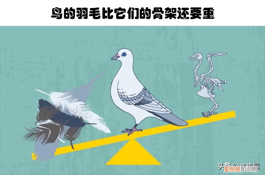 生物世界指什么动物，你甚至在生物课上都可能没听过的10个关于动物的有趣冷知识
