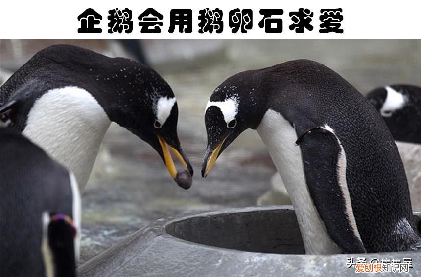 抓痒痒告诉我们一个什么道理，对老鼠挠痒痒，老鼠也会笑？盘点关于动物的7个有趣的冷知识