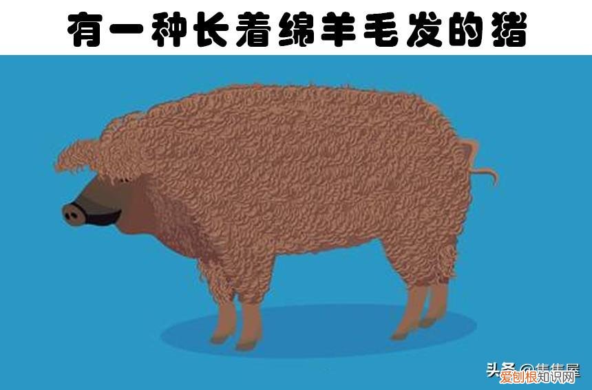 抓痒痒告诉我们一个什么道理，对老鼠挠痒痒，老鼠也会笑？盘点关于动物的7个有趣的冷知识