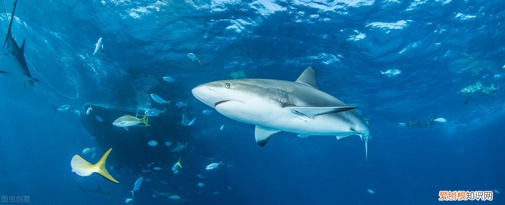 很少人知道的动物冷知识，10个有趣的动物冷知识，其中有一个动物很多人喜欢的