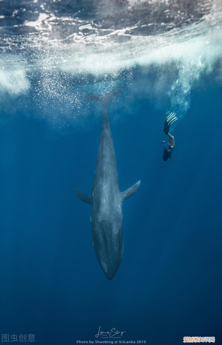 很少人知道的动物冷知识，10个有趣的动物冷知识，其中有一个动物很多人喜欢的