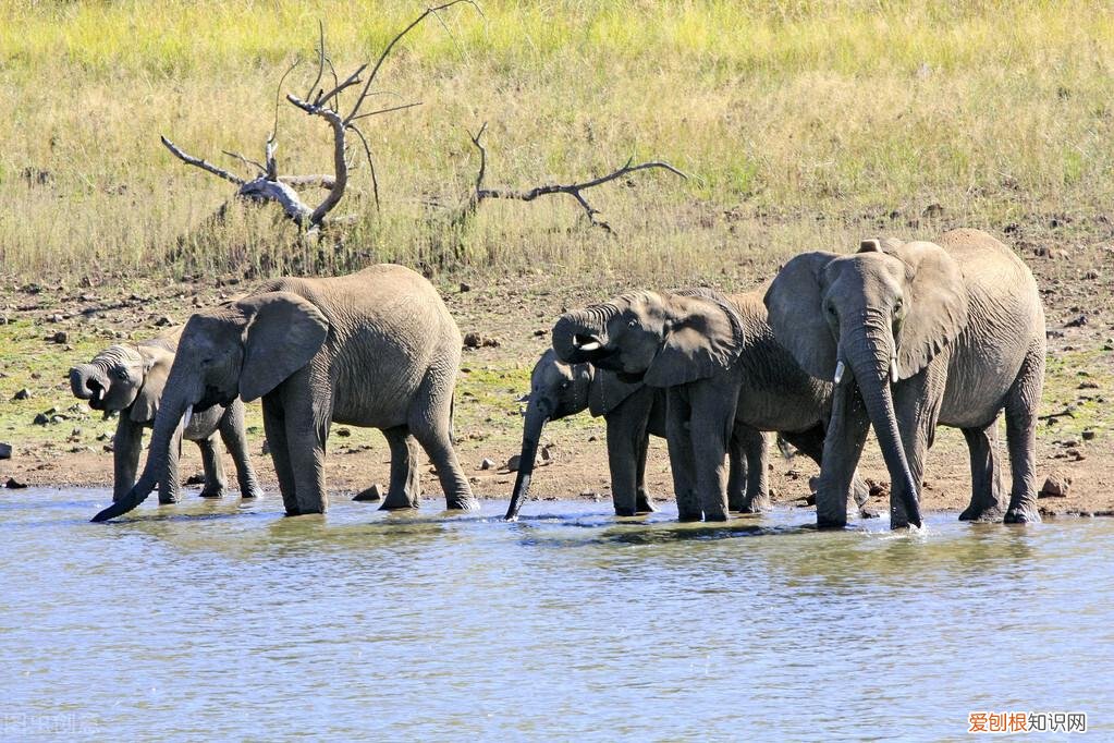 很少人知道的动物冷知识，10个有趣的动物冷知识，其中有一个动物很多人喜欢的