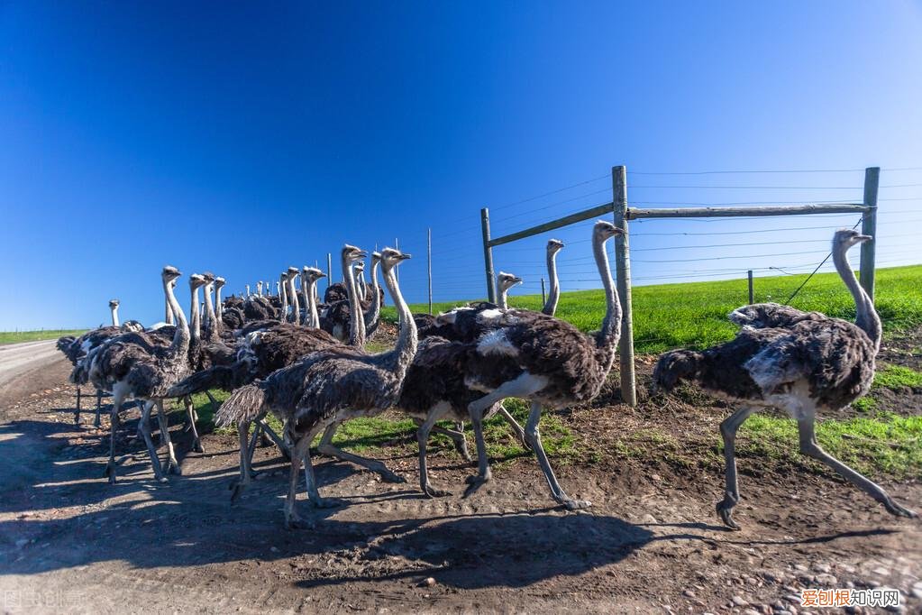 很少人知道的动物冷知识，10个有趣的动物冷知识，其中有一个动物很多人喜欢的