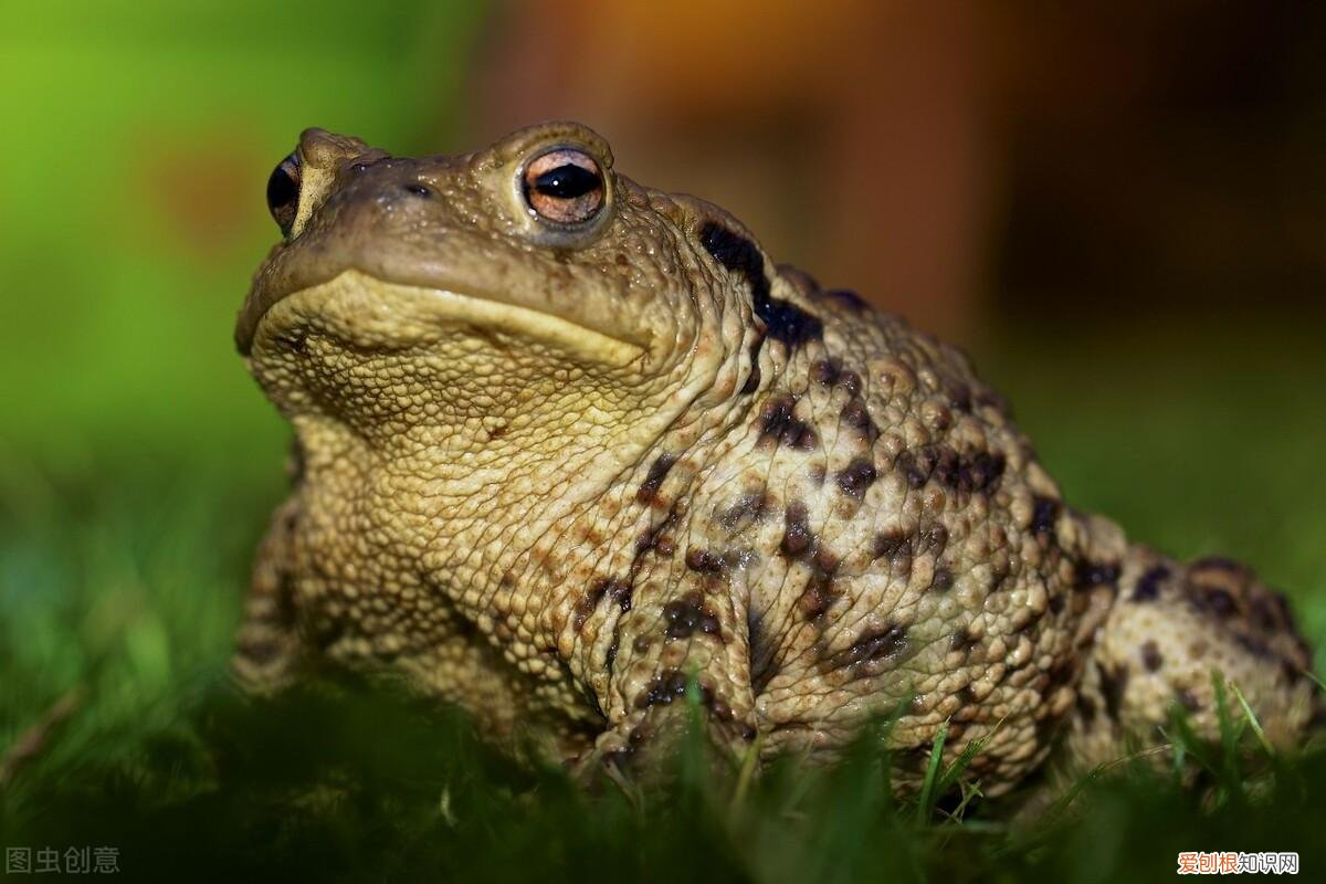 很少人知道的动物冷知识，10个有趣的动物冷知识，其中有一个动物很多人喜欢的