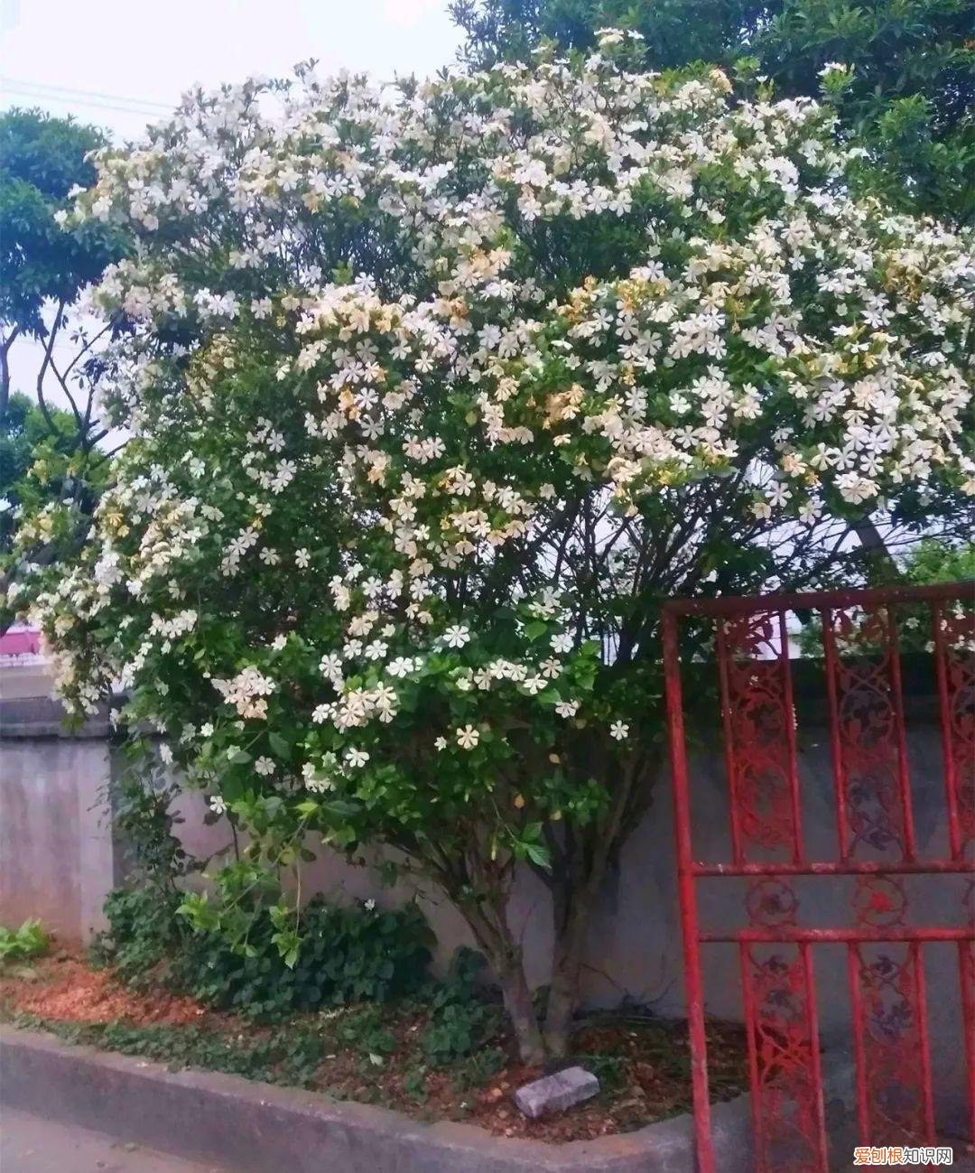 可以爆晒的花卉有哪些，这20种花，晒不死、热不死，天热一直狂开花