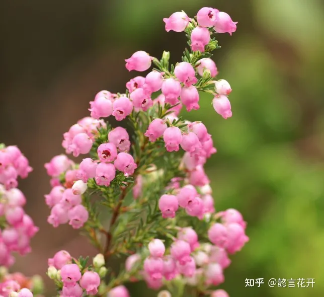 欧石楠的花期有多长，零下20度照样开花的欧石楠，花期长又好看，养护还简单的挪威国花