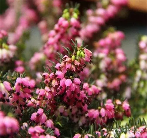 欧石楠的花期有多长，零下20度照样开花的欧石楠，花期长又好看，养护还简单的挪威国花