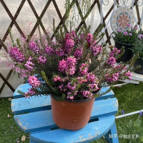 欧石楠的花期有多长，零下20度照样开花的欧石楠，花期长又好看，养护还简单的挪威国花