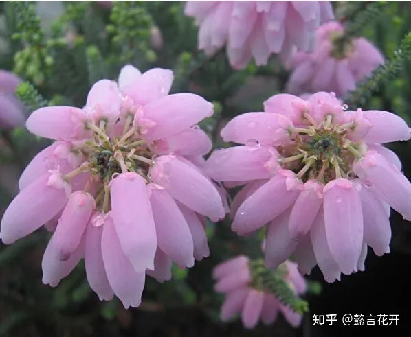 欧石楠的花期有多长，零下20度照样开花的欧石楠，花期长又好看，养护还简单的挪威国花