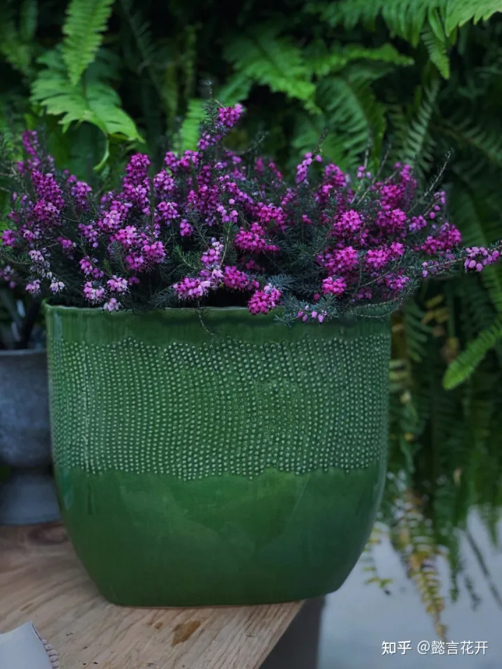 欧石楠的花期有多长，零下20度照样开花的欧石楠，花期长又好看，养护还简单的挪威国花