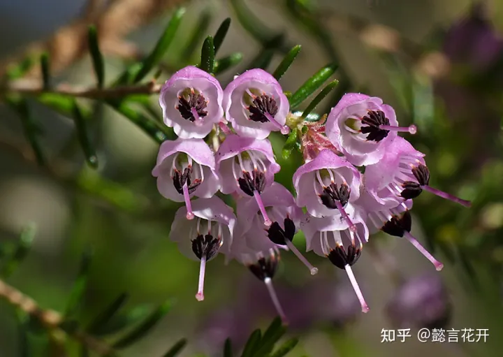 欧石楠的花期有多长，零下20度照样开花的欧石楠，花期长又好看，养护还简单的挪威国花
