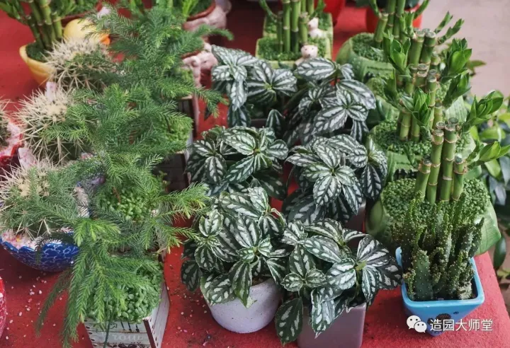 关于花木种植知识的书哪些好，植物记 | 跟着小编去藏书花木市场挑选貌美又好养的植物。