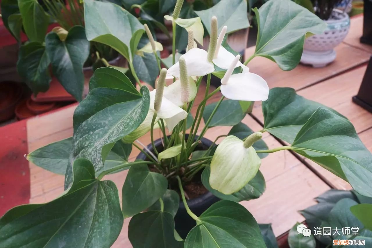 关于花木种植知识的书哪些好，植物记 | 跟着小编去藏书花木市场挑选貌美又好养的植物。