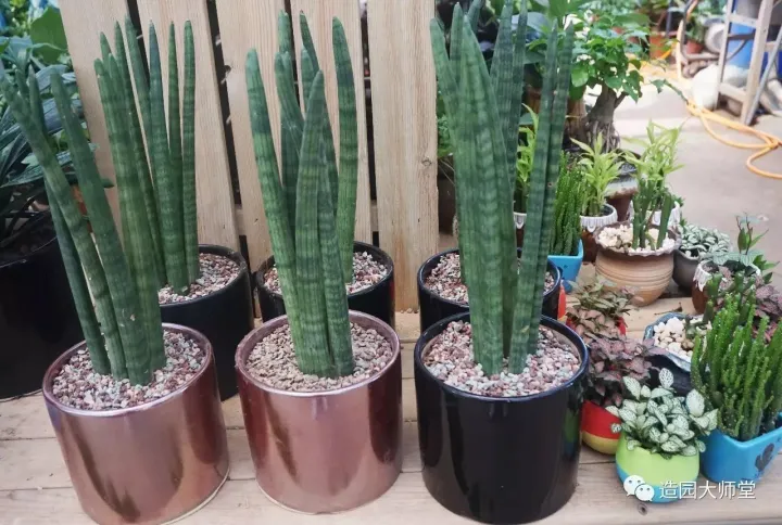 关于花木种植知识的书哪些好，植物记 | 跟着小编去藏书花木市场挑选貌美又好养的植物。