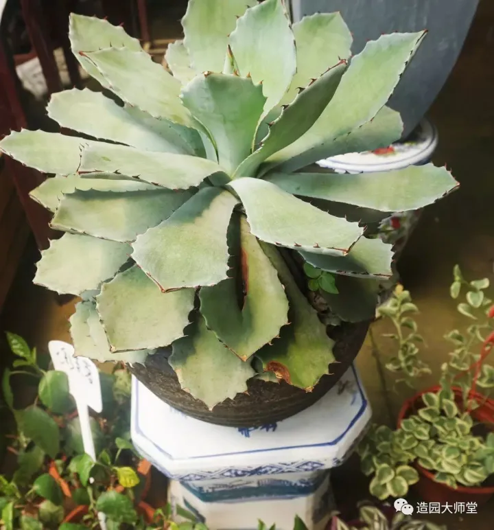 关于花木种植知识的书哪些好，植物记 | 跟着小编去藏书花木市场挑选貌美又好养的植物。