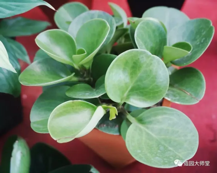 关于花木种植知识的书哪些好，植物记 | 跟着小编去藏书花木市场挑选貌美又好养的植物。