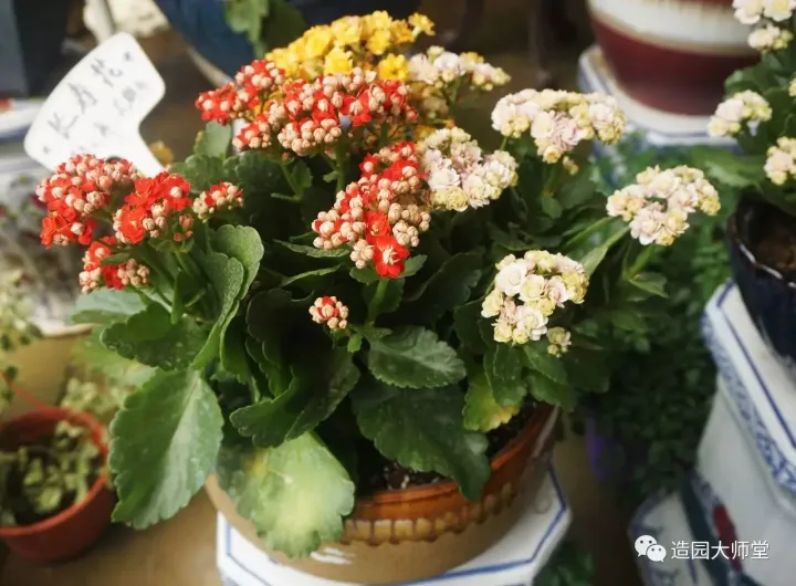 关于花木种植知识的书哪些好，植物记 | 跟着小编去藏书花木市场挑选貌美又好养的植物。