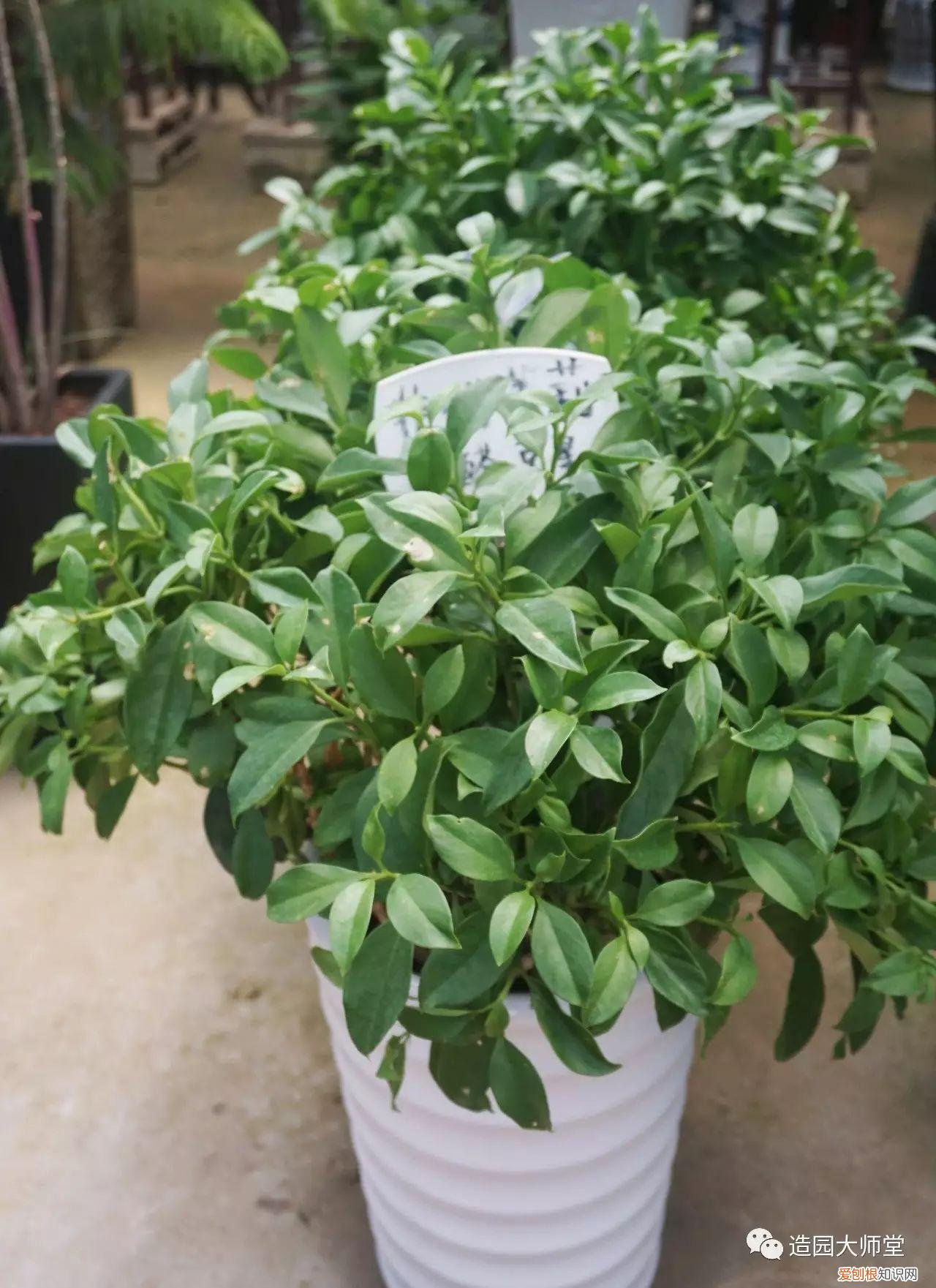 关于花木种植知识的书哪些好，植物记 | 跟着小编去藏书花木市场挑选貌美又好养的植物。