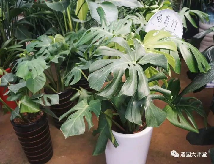 关于花木种植知识的书哪些好，植物记 | 跟着小编去藏书花木市场挑选貌美又好养的植物。