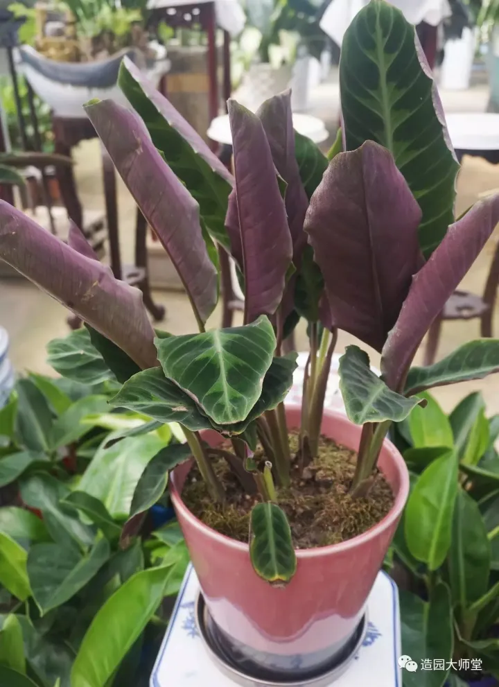 关于花木种植知识的书哪些好，植物记 | 跟着小编去藏书花木市场挑选貌美又好养的植物。