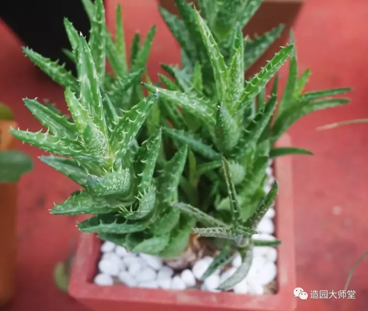 关于花木种植知识的书哪些好，植物记 | 跟着小编去藏书花木市场挑选貌美又好养的植物。