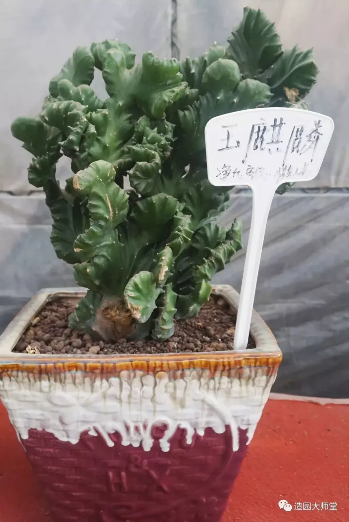 关于花木种植知识的书哪些好，植物记 | 跟着小编去藏书花木市场挑选貌美又好养的植物。