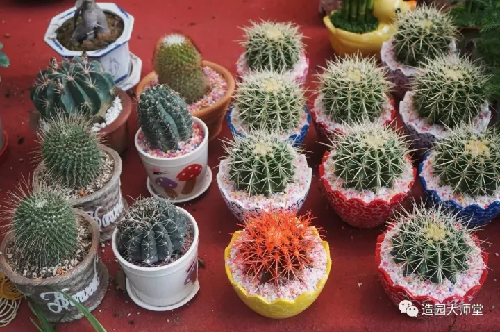 关于花木种植知识的书哪些好，植物记 | 跟着小编去藏书花木市场挑选貌美又好养的植物。