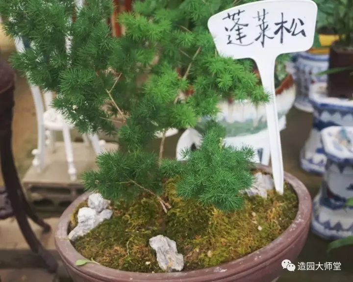 关于花木种植知识的书哪些好，植物记 | 跟着小编去藏书花木市场挑选貌美又好养的植物。