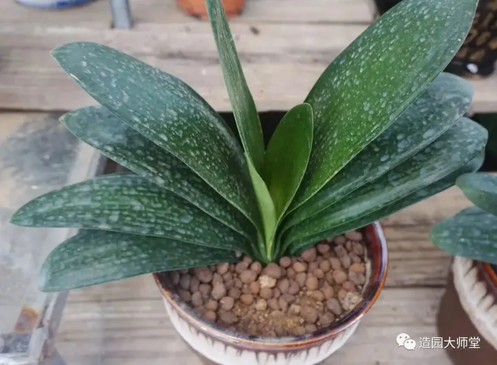 关于花木种植知识的书哪些好，植物记 | 跟着小编去藏书花木市场挑选貌美又好养的植物。