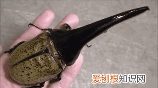 20个动物冷知识，这些动物的冷知识，多少人一个都没听说过