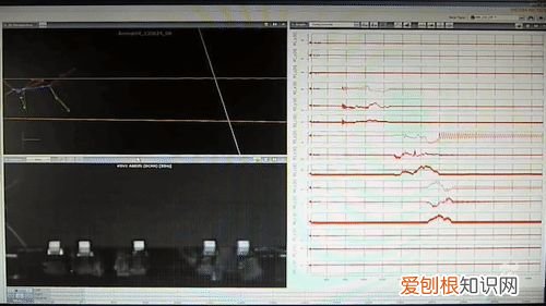 20个动物冷知识，这些动物的冷知识，多少人一个都没听说过