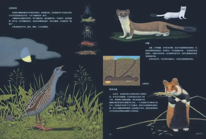 《有趣的动物》读书笔记，浪花书单丨动物们的迷惑行为，原来还有这么多讲究