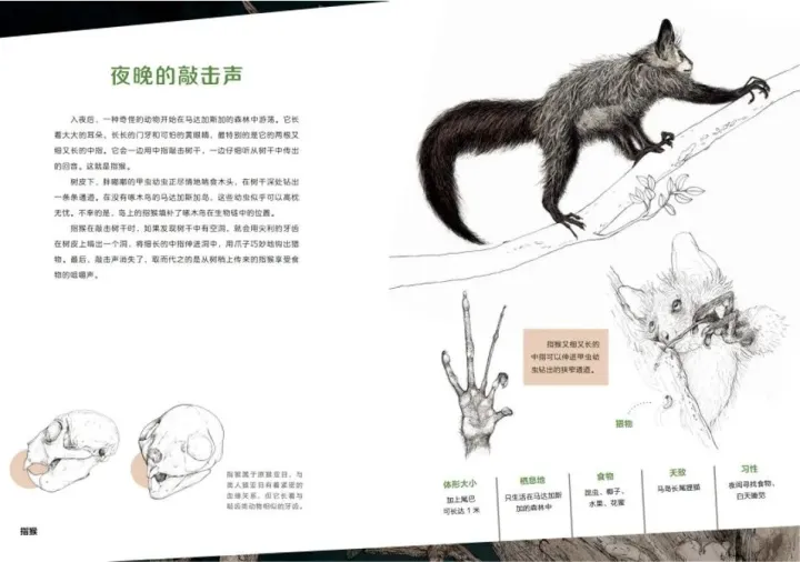 《有趣的动物》读书笔记，浪花书单丨动物们的迷惑行为，原来还有这么多讲究