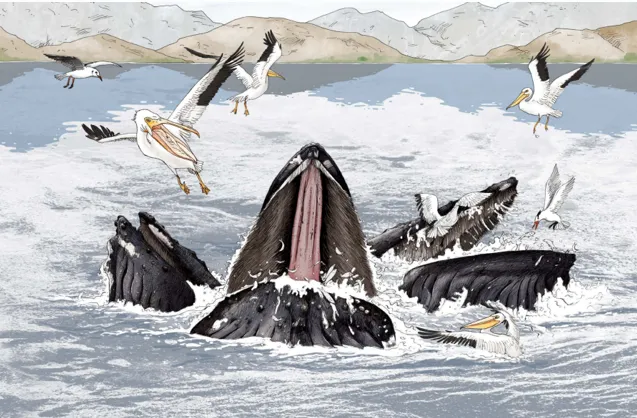 《有趣的动物》读书笔记，浪花书单丨动物们的迷惑行为，原来还有这么多讲究