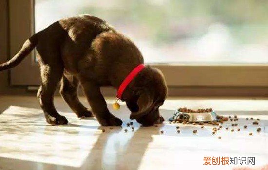 怎么教狗狗吃饭礼仪，训练有方法，狗狗吃饭的姿势怎样才最合适