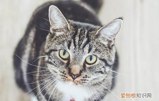 小猫得了猫癣怎么治，小猫咪得了猫癣怎么办