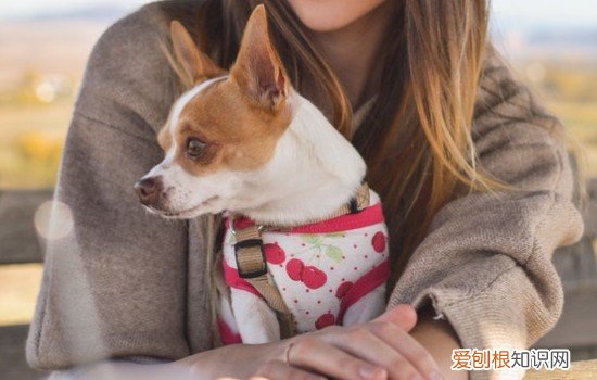 训练狗狗随行，这个方法你一定要知道！，训练狗狗随行,这个方法你一定要知道什么