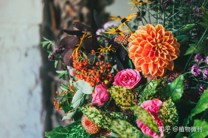 这10条养花技巧非常适合新手用英语，新手养花，入门攻略之花卉分类