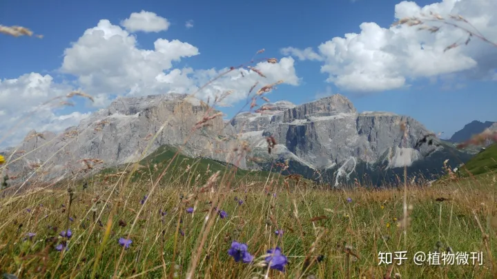 这10条养花技巧非常适合新手用英语，新手养花，入门攻略之花卉分类