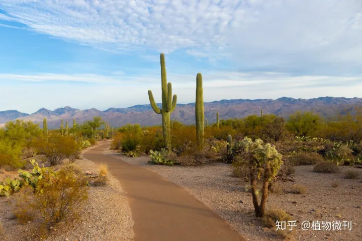 这10条养花技巧非常适合新手用英语，新手养花，入门攻略之花卉分类