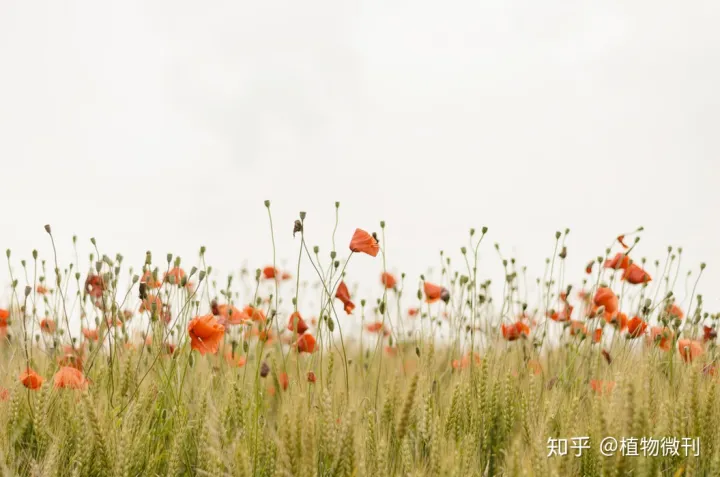 这10条养花技巧非常适合新手用英语，新手养花，入门攻略之花卉分类